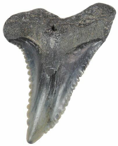 Fossil Hemipristis Tooth - Georgia #61625